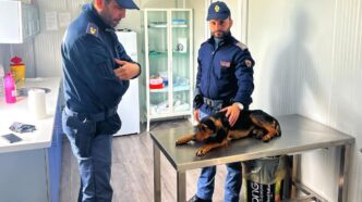 foto2 Il coraggio di un poliziotto e la speranza per un cane investito: un appello di solidarietà